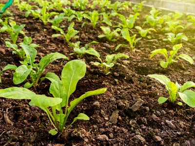 svk-produktionsgartenbau